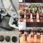 Fertilizantes  organomineral (1)