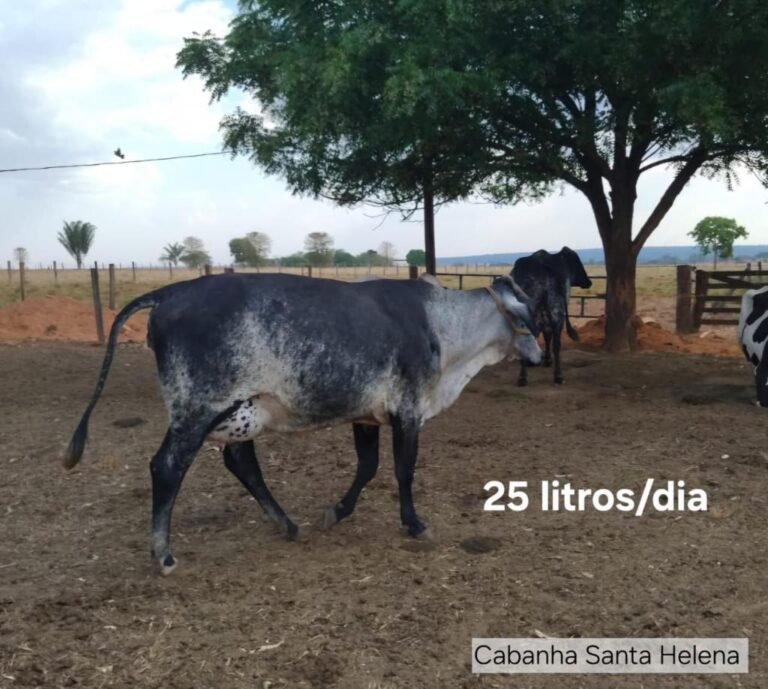Vaca_25 (1)