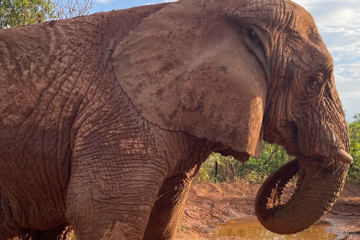 Elefanta-Kenya-apresenta-problemas-nas-articulacoes-devido-periodo-em-cativeiro.-Foto-Santuario-de-Efefantes-Brasil.jpg